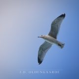 The Bird