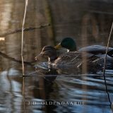 The Ducks
