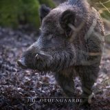 The Hog