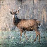 The Deer