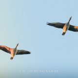 The Geese